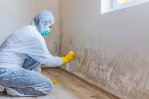 Licensed Mold Testing service in Albertson, NY - WQB Mold Removal